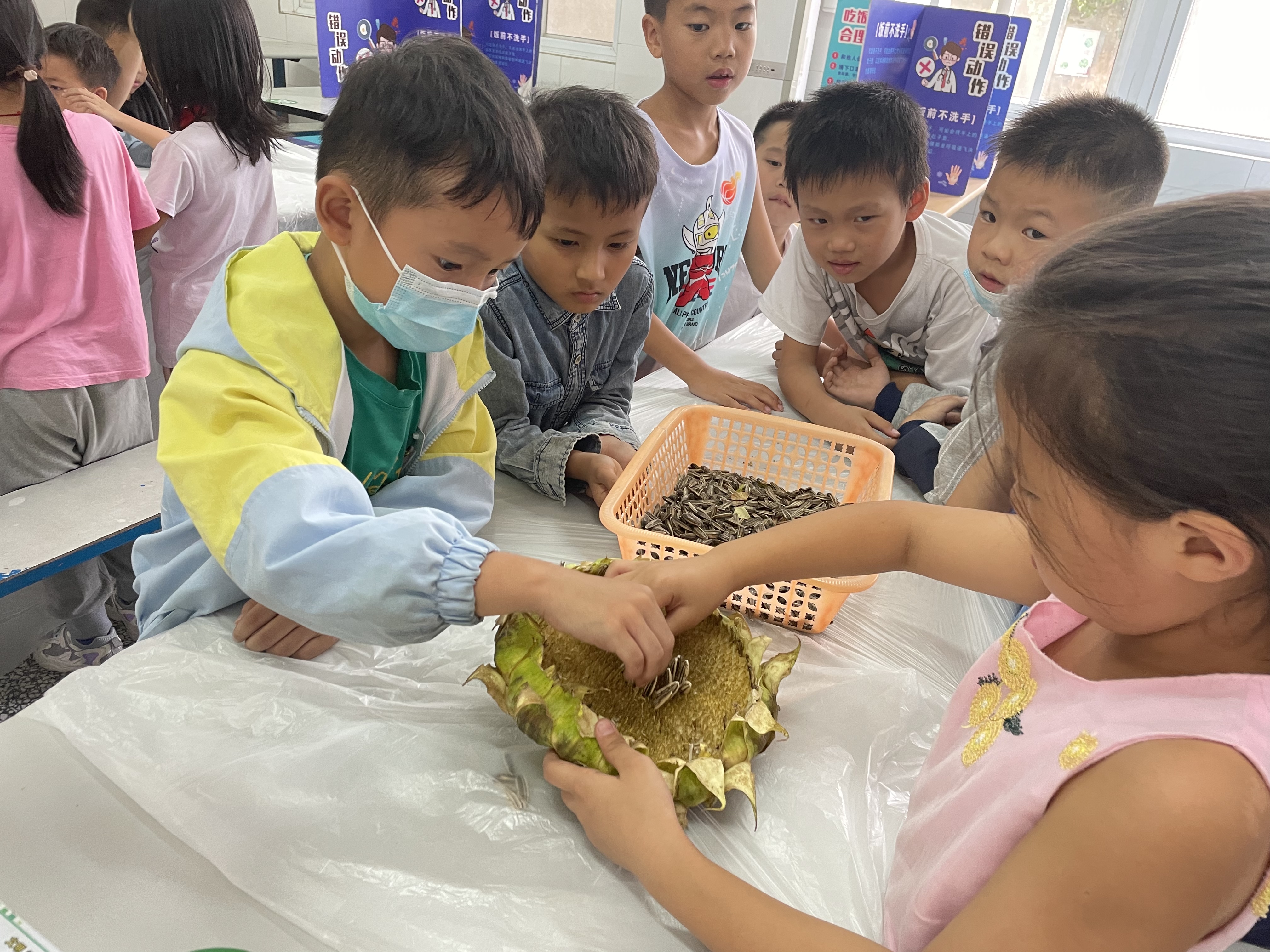 學生在體驗“葵中扒籽” 學校供圖.JPG